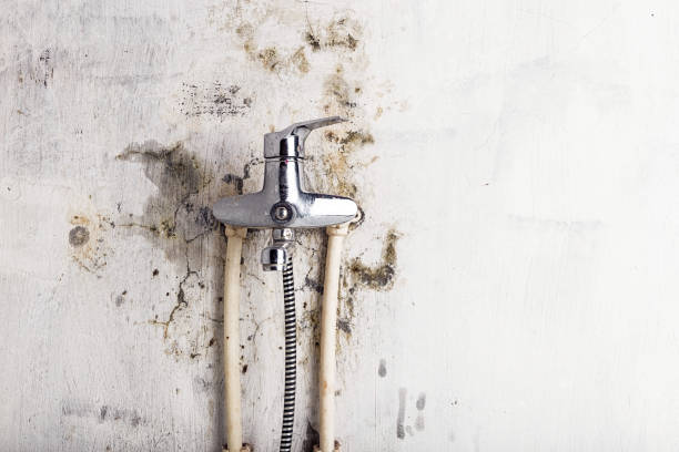 Best Black Mold Removal  in Crooksville, OH
