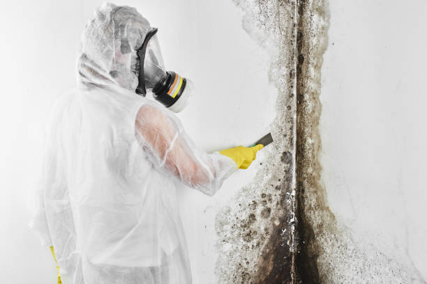 Trusted Crooksville, OH Mold Removal Experts