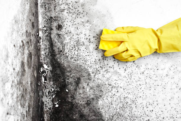 Best Mold Removal Specialists  in Crooksville, OH