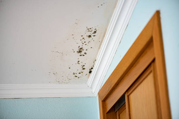 Best Commercial Mold Removal  in Crooksville, OH