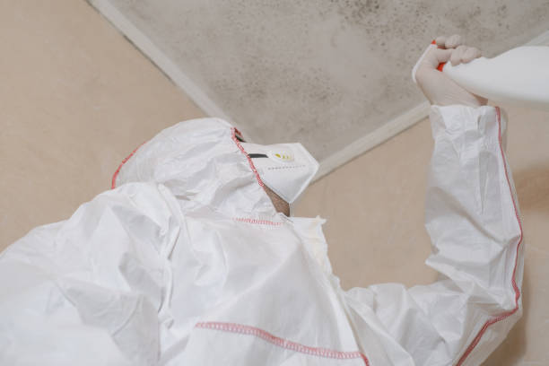 Best Mold Removal Company Near Me  in Crooksville, OH