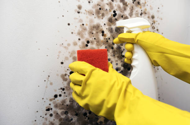Attic Mold Removal in Crooksville, OH