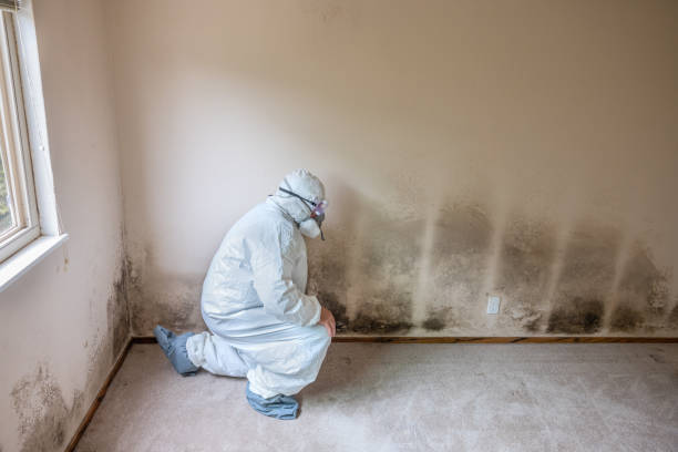 Best Mold Cleaning Services  in Crooksville, OH