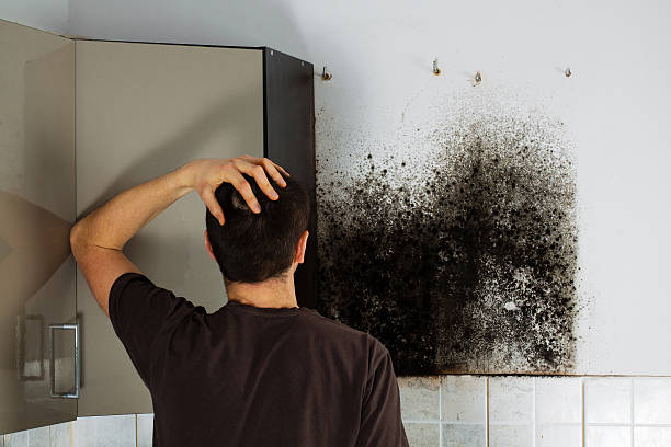 Best Professional Mold Removal  in Crooksville, OH
