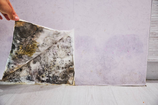 Best Mold Removal Near Me  in Crooksville, OH